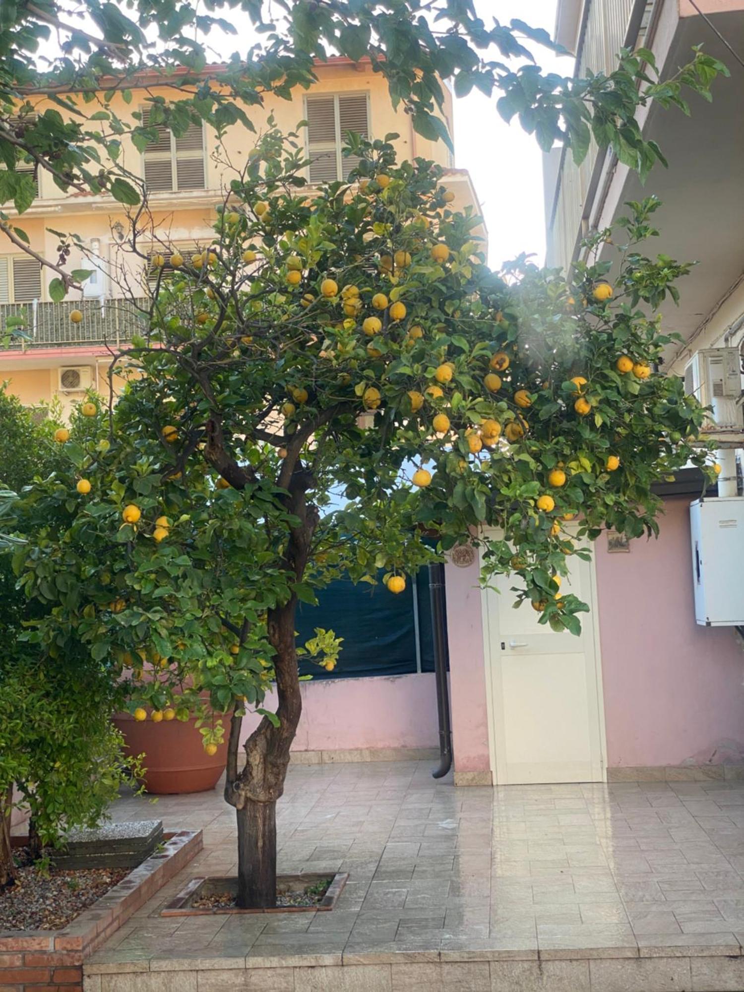 L'Albero Di Limoni Sul Mare Di Pizzo Villa Exterior foto